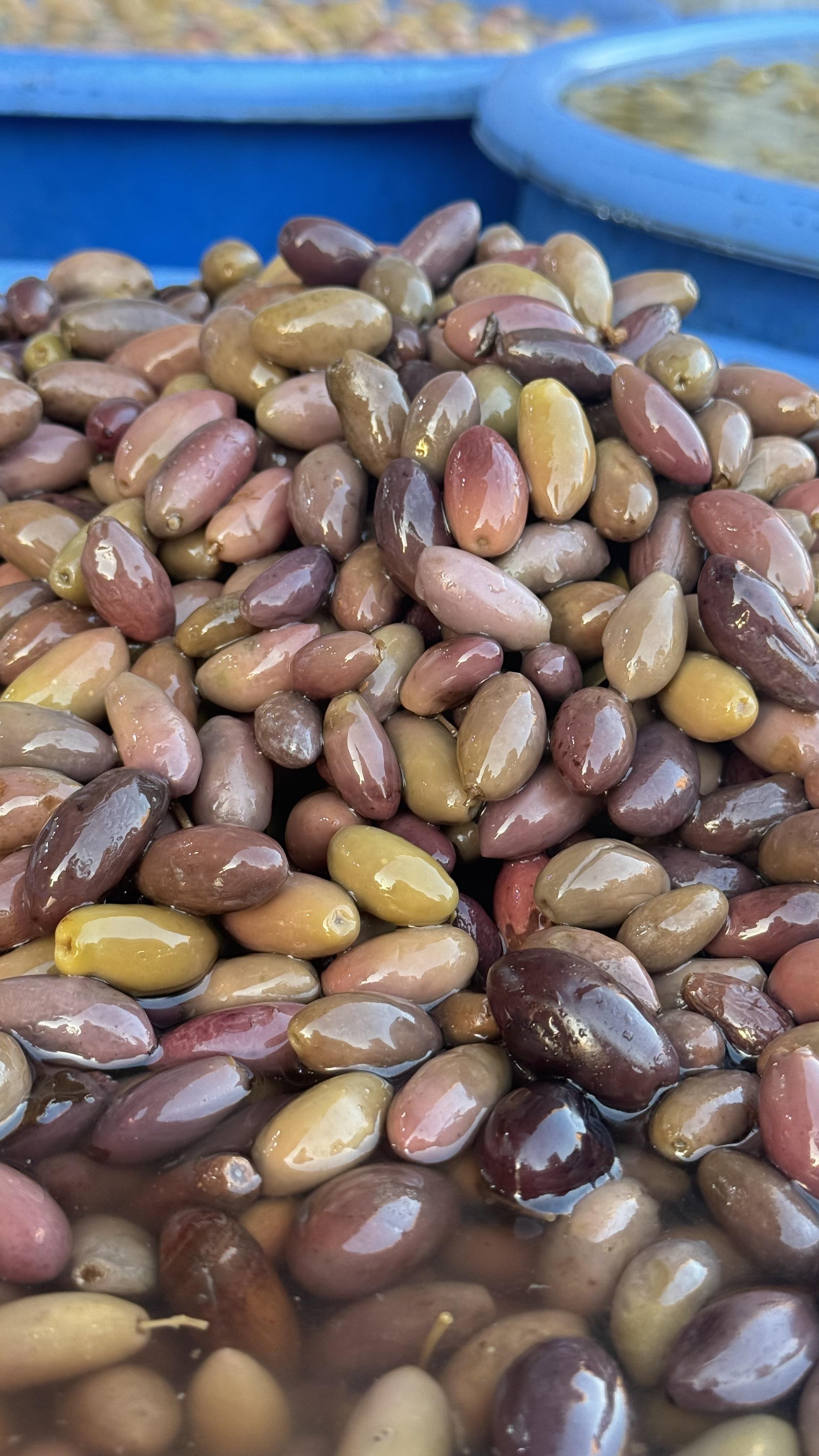 زيتون دولسي صغير
