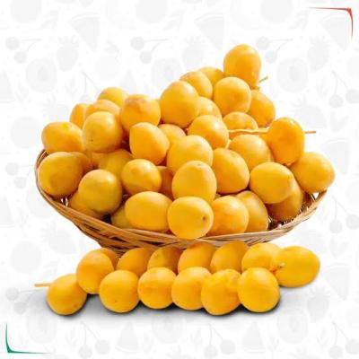 بلح برحي